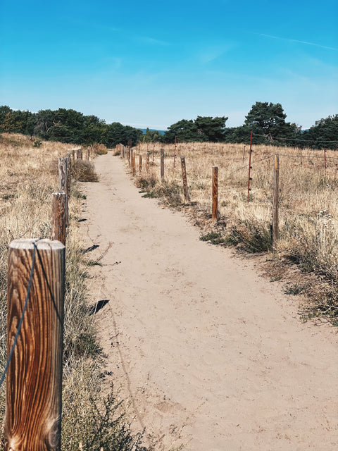 AiLaike-Mainzer-Sand